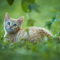 102002 junge Hauskatze, Kaetzchen