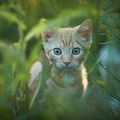 102018 junge Hauskatze, Kaetzchen