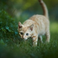 102021 junge Hauskatze, Kaetzchen