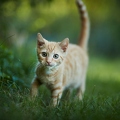 102022 junge Hauskatze, Kaetzchen