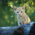 102024 junge Hauskatze, Kaetzchen