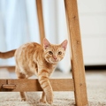 102039 junge Hauskatze
