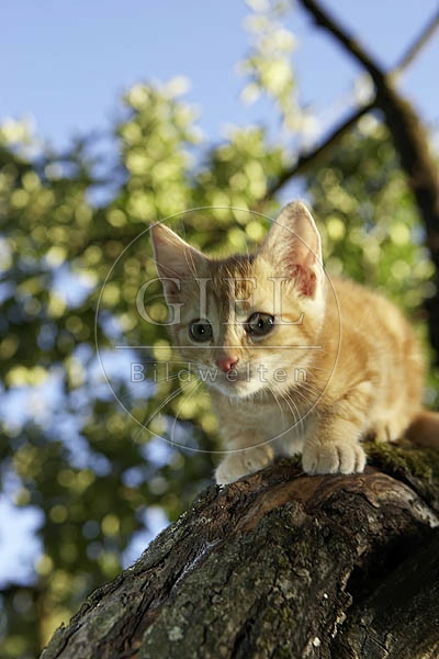 Hauskatze, rot getiegert OK22-35.jpg