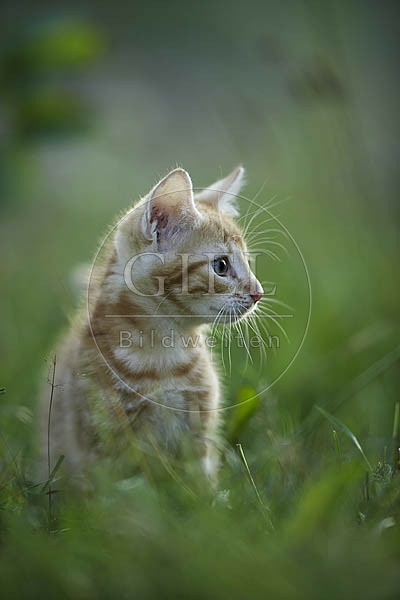 Hauskatze, rot getiegert OK22-39.jpg