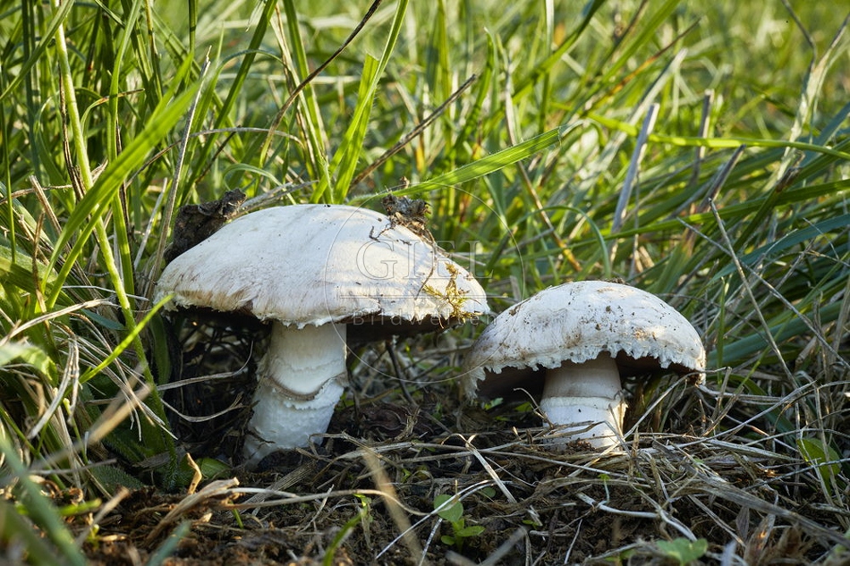 108122 Wiesen-Champignon