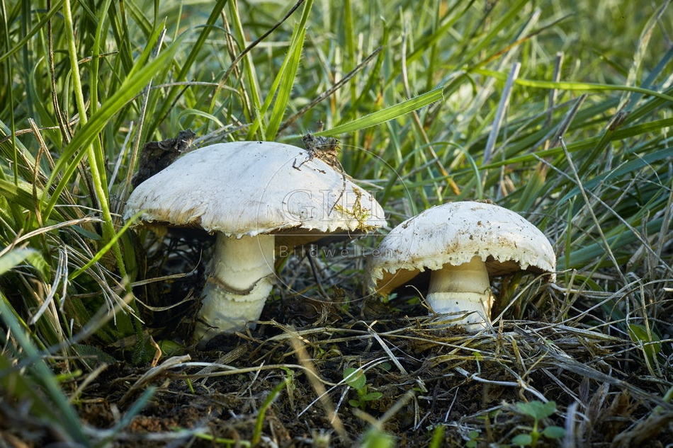 108123 Wiesen-Champignon