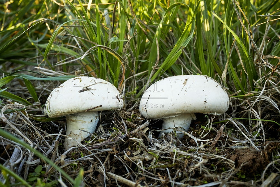 108124 Wiesen-Champignon