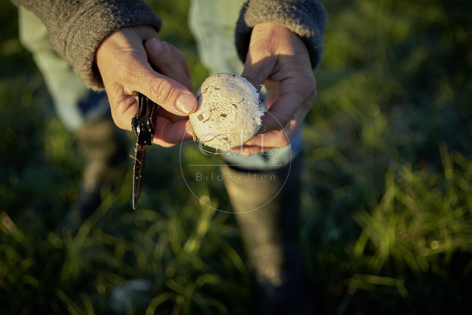 108127 Wiesen-Champignon sammeln