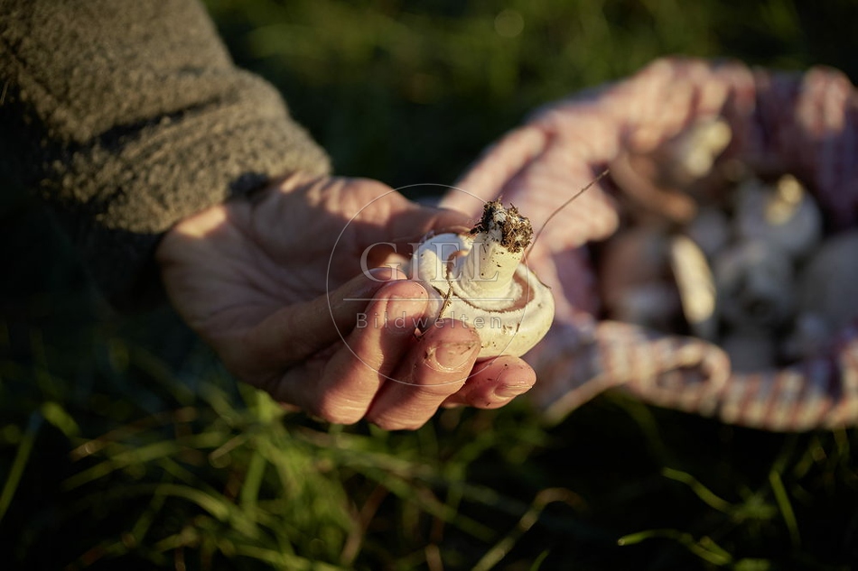 108128 Wiesen-Champignon sammeln