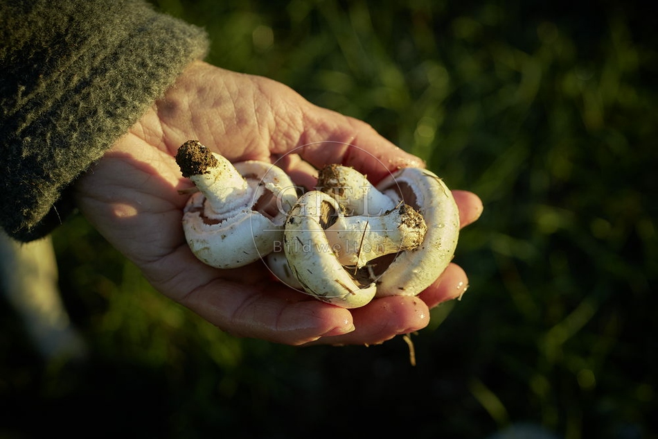 108129 Wiesen-Champignon sammeln