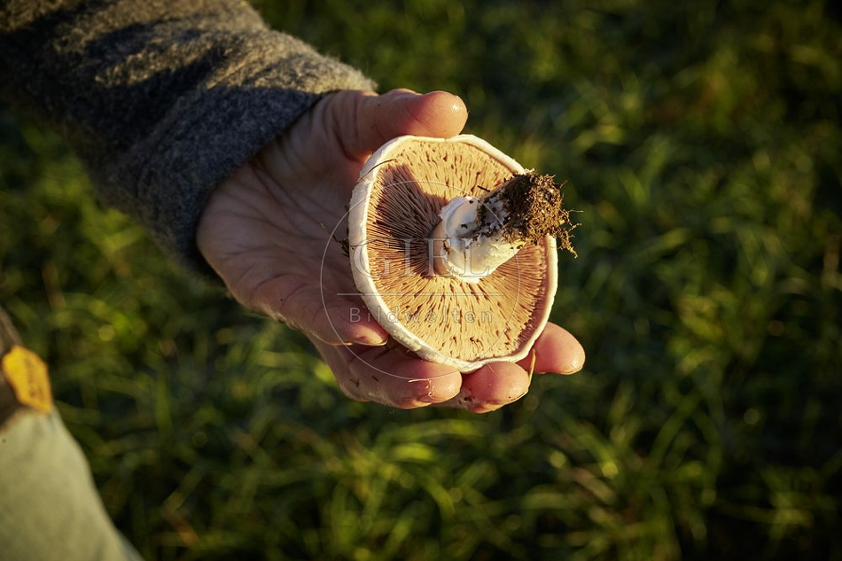 108130 Wiesen-Champignon sammeln