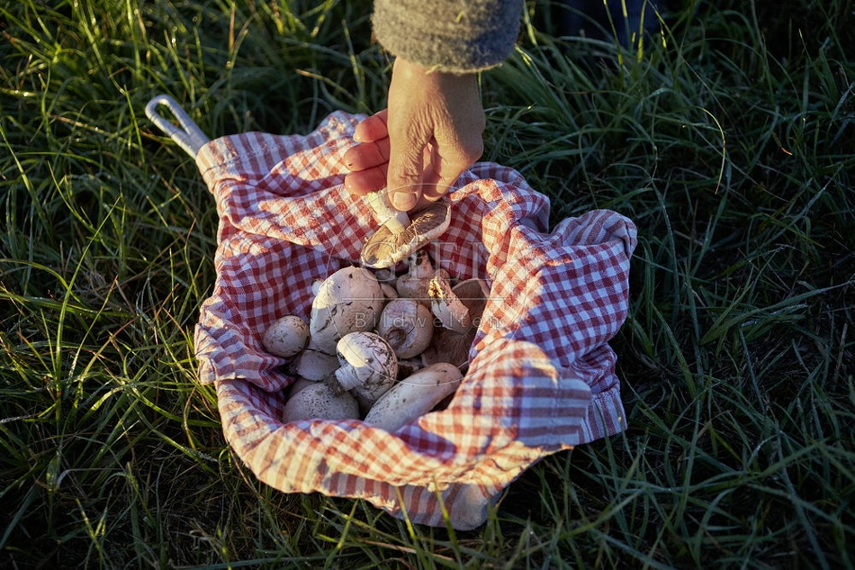 108131 Wiesen-Champignon sammeln