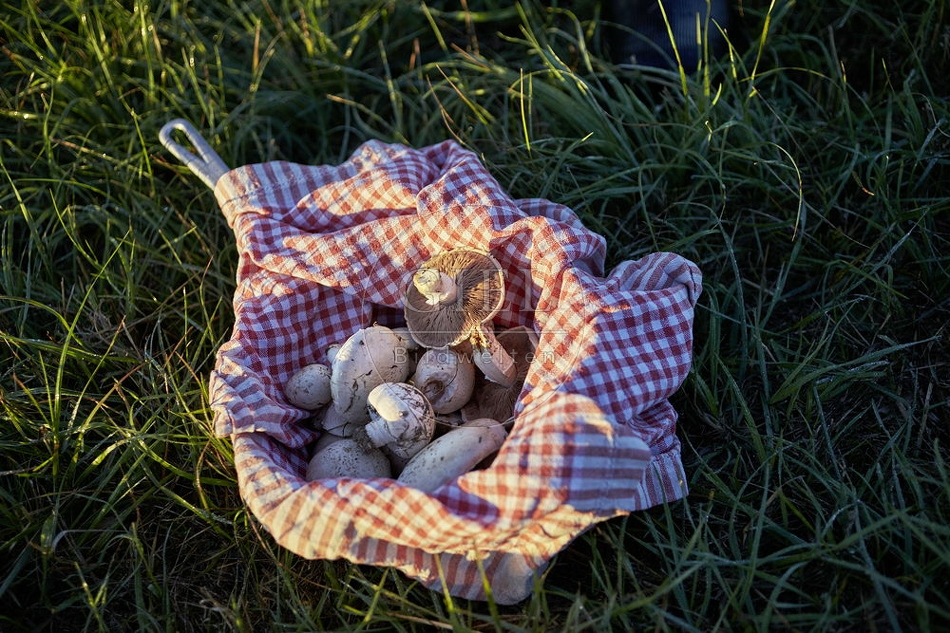 108132 Wiesen-Champignon sammeln