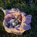 108132 Wiesen-Champignon sammeln