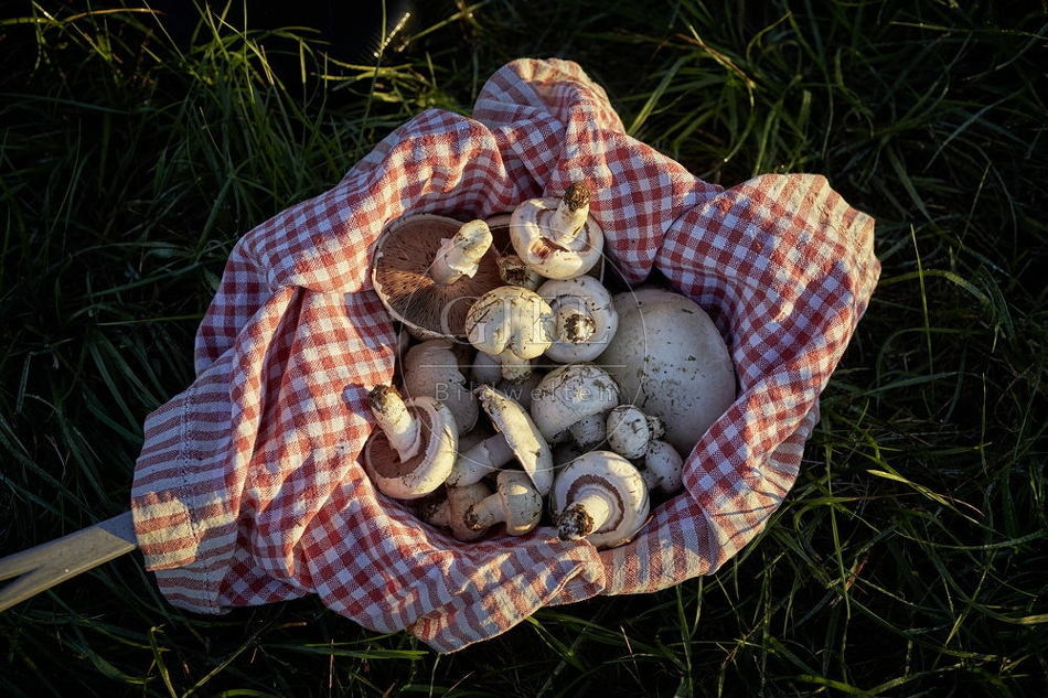 108133 Wiesen-Champignon sammeln