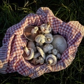 108133 Wiesen-Champignon sammeln
