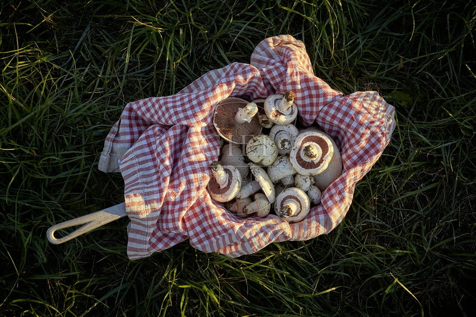 108134 Wiesen-Champignon sammeln