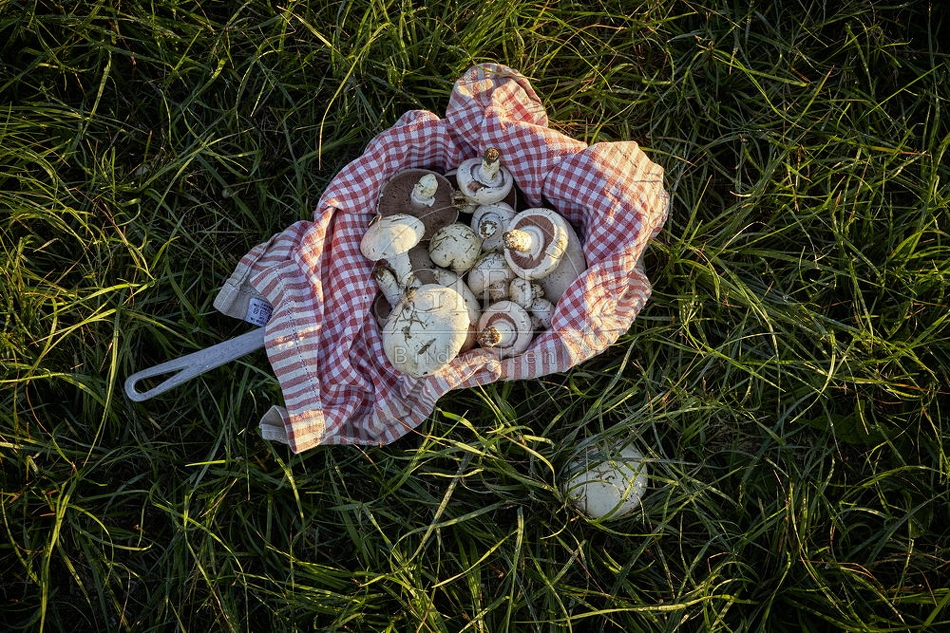 108135 Wiesen-Champignon sammeln