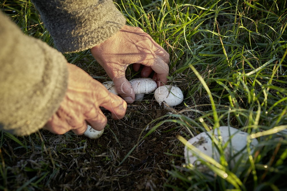 108136 Wiesen-Champignon sammeln
