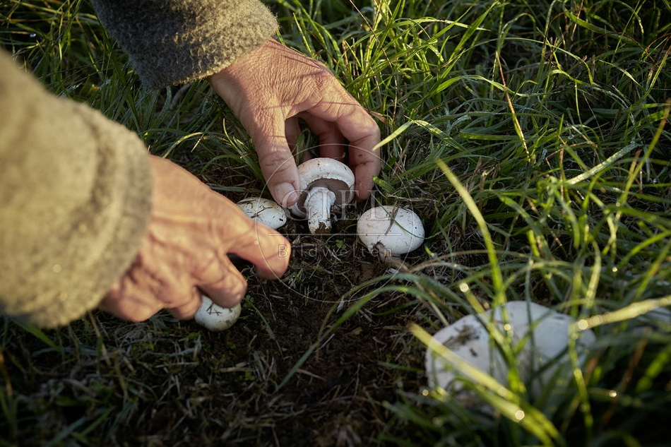 108137 Wiesen-Champignon sammeln