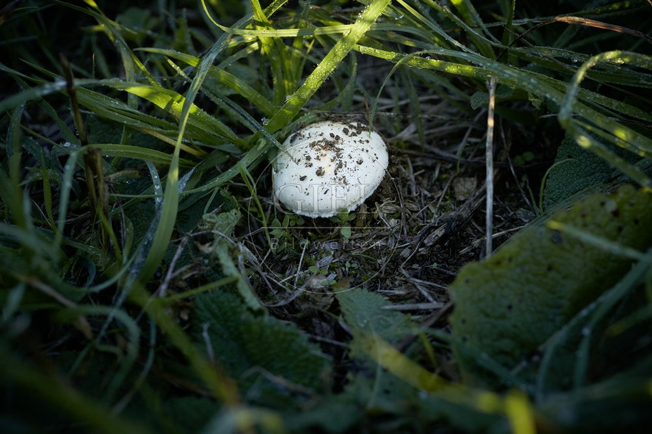 108138 Wiesen-Champignon sammeln