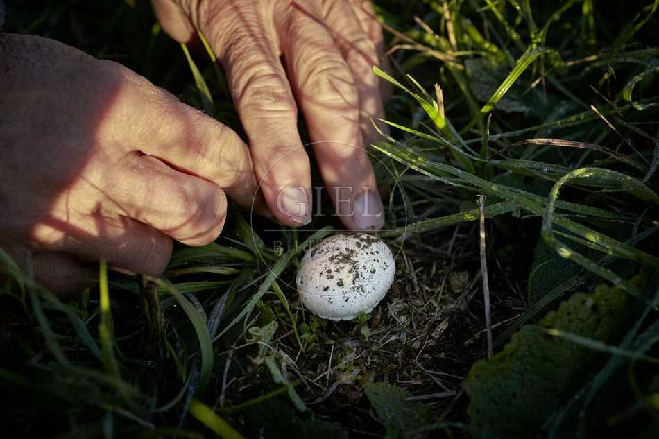 108139 Wiesen-Champignon sammeln
