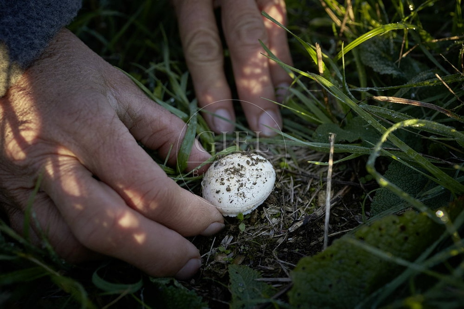 108140 Wiesen-Champignon sammeln