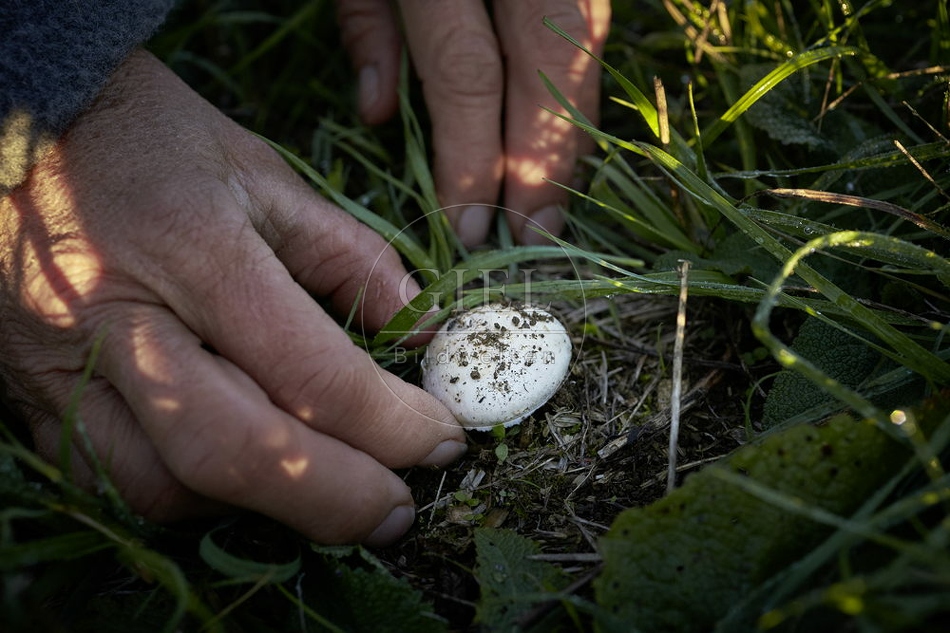 108141 Wiesen-Champignon sammeln