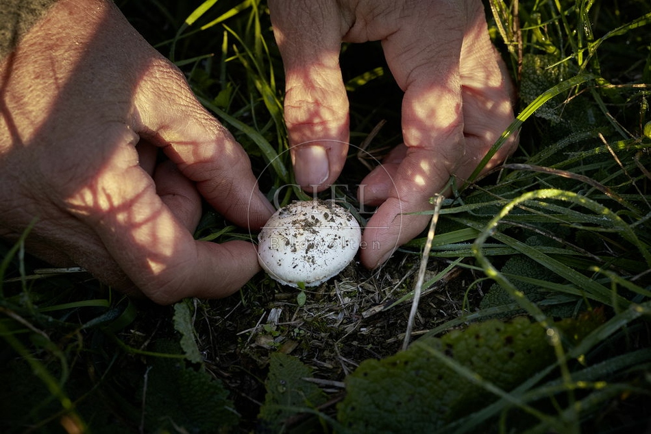 108143 Wiesen-Champignon sammeln