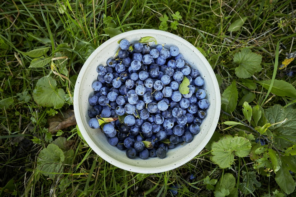 108254 Schlehdorn, Prunus spinosa