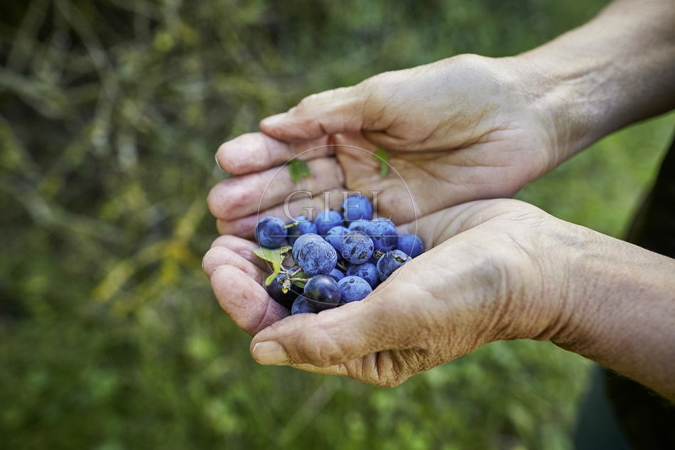 108257 Schlehdorn, Prunus spinosa