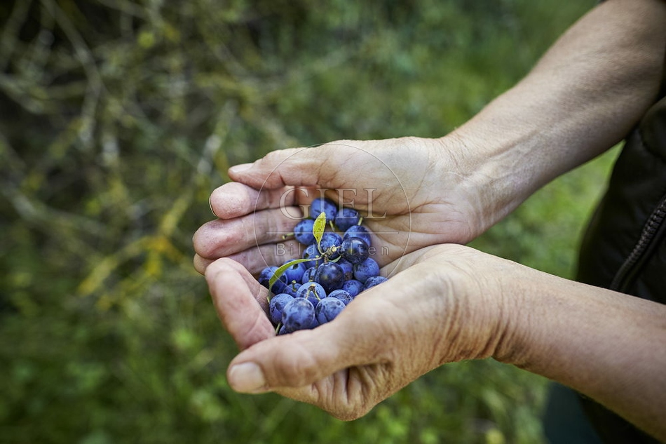 108258 Schlehdorn, Prunus spinosa