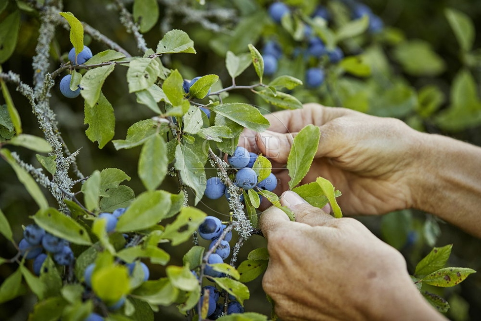 108260 Schlehdorn, Prunus spinosa