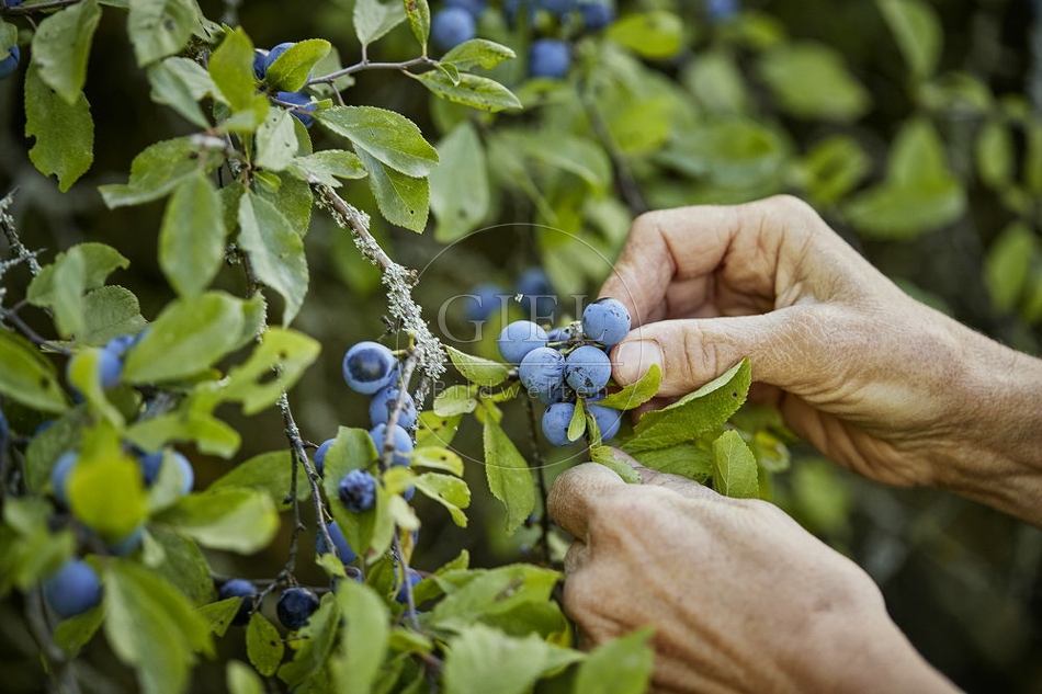 108261 Schlehdorn, Prunus spinosa