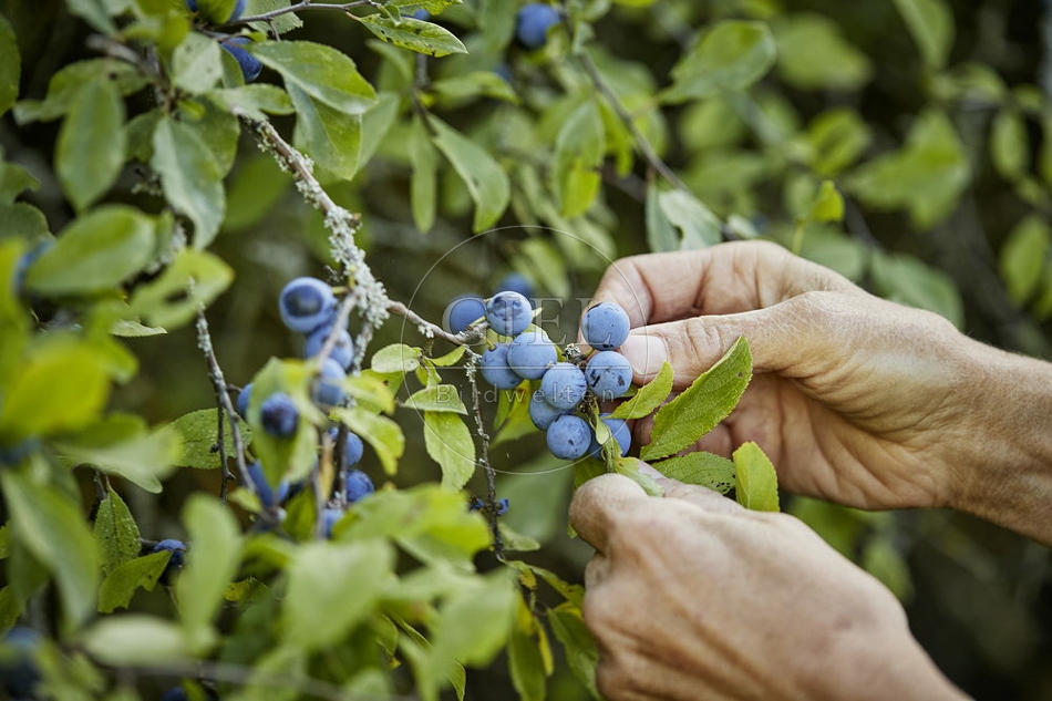 108262 Schlehdorn, Prunus spinosa