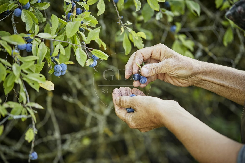 108263 Schlehdorn, Prunus spinosa