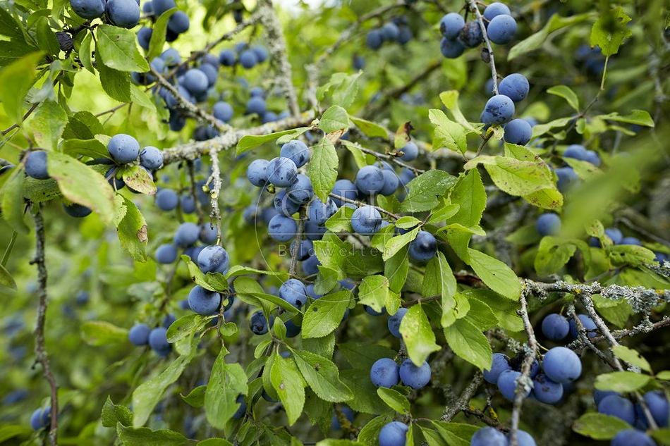 108266 Schlehdorn, Prunus spinosa