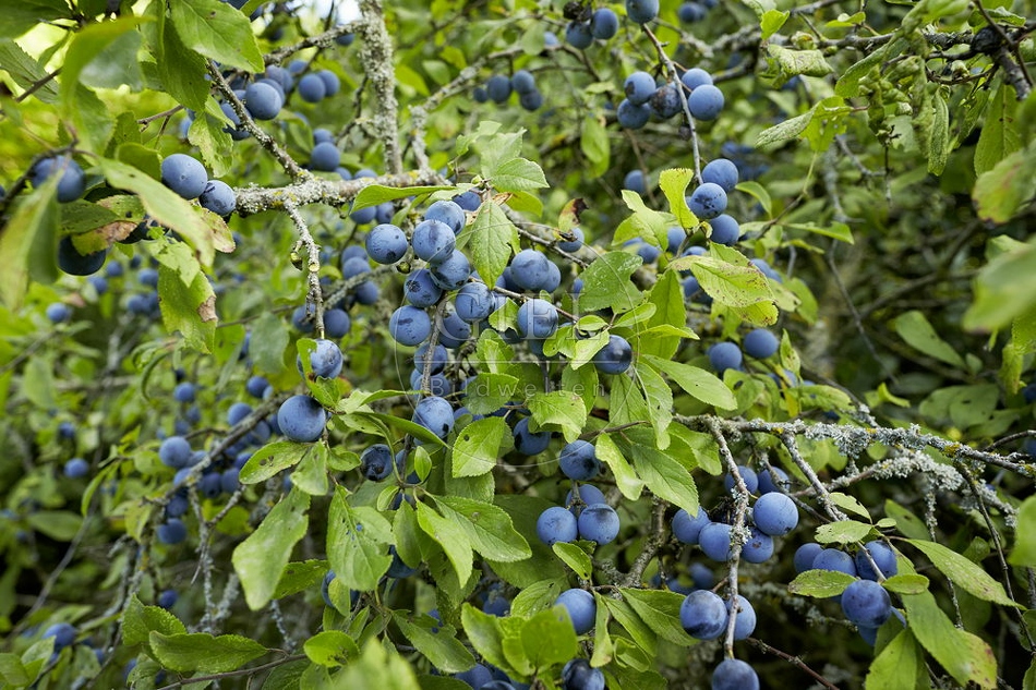 108267 Schlehdorn, Prunus spinosa