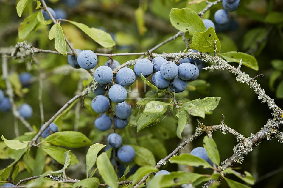 108268 Schlehdorn, Prunus spinosa