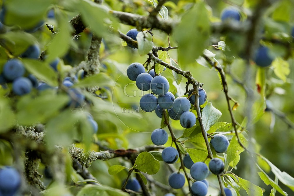 108269 Schlehdorn, Prunus spinosa