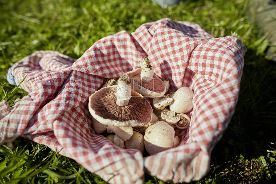 108271 Wiesen-Champignon (Agaricus campestris)