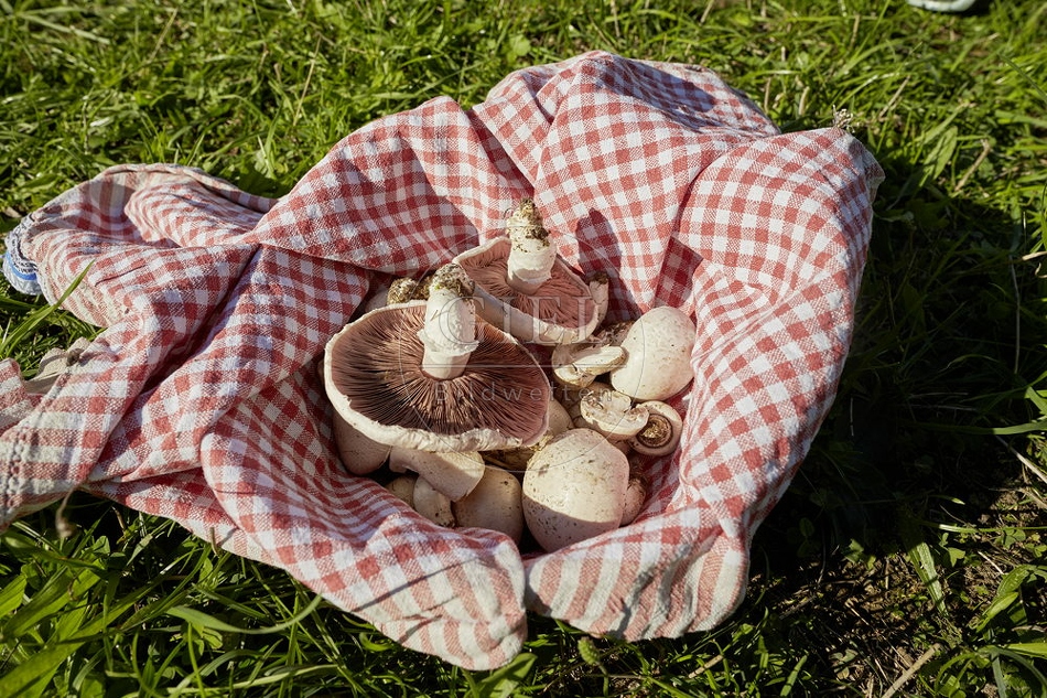 108272 Wiesen-Champignon (Agaricus campestris)