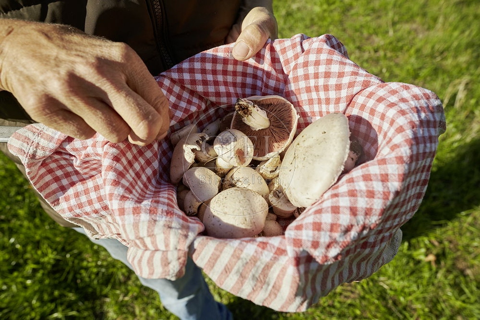 108273 Wiesen-Champignon (Agaricus campestris)