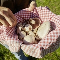 108273 Wiesen-Champignon (Agaricus campestris)