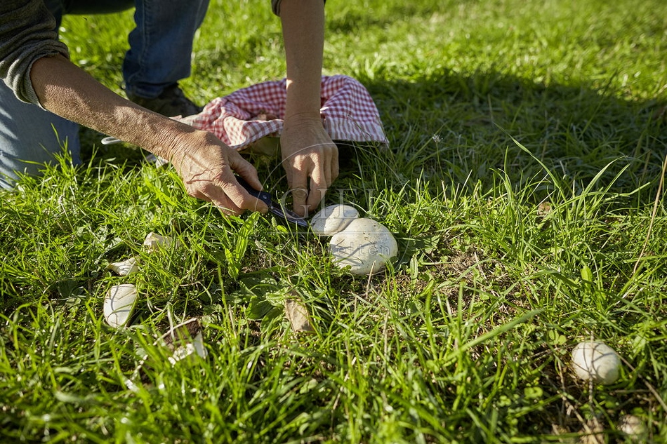 108274 Wiesen-Champignon (Agaricus campestris)
