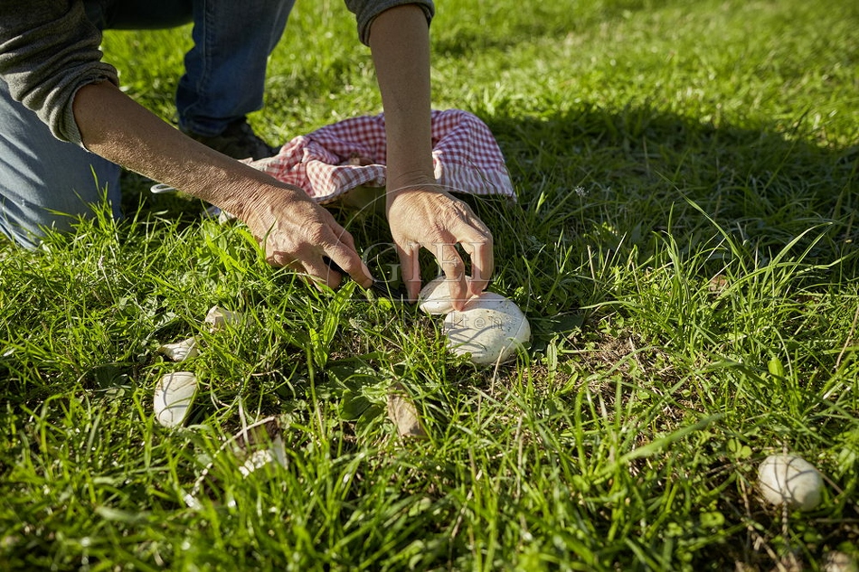 108275 Wiesen-Champignon (Agaricus campestris)