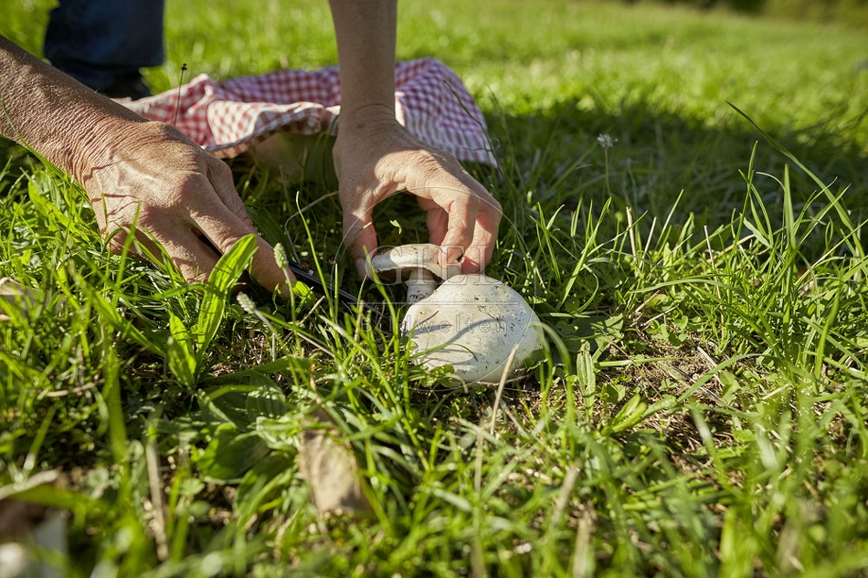108276 Wiesen-Champignon (Agaricus campestris)