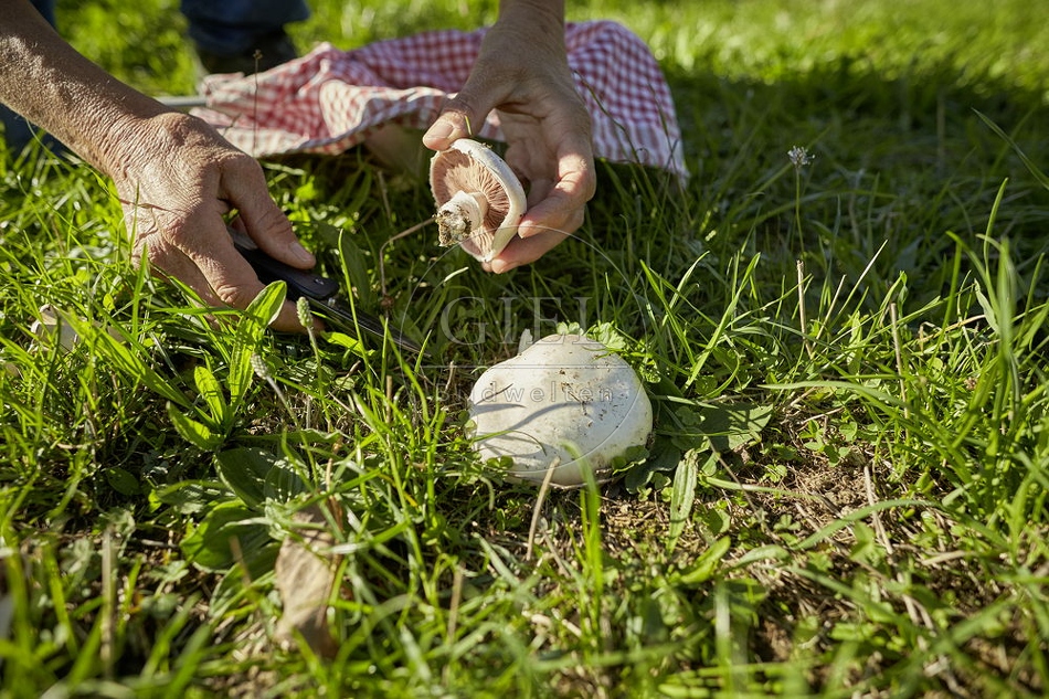 108277 Wiesen-Champignon (Agaricus campestris)