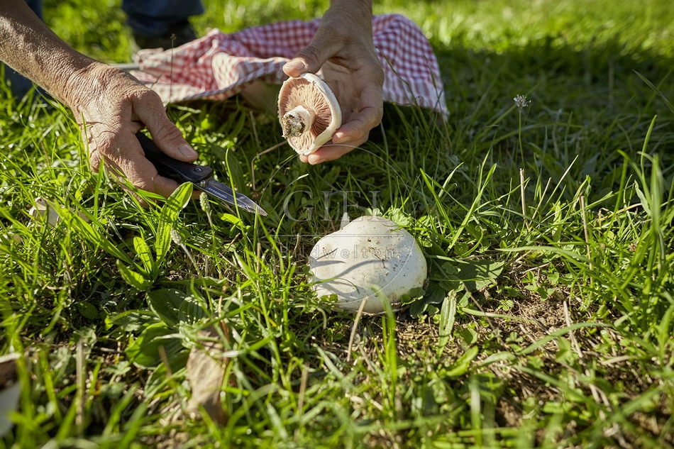 108278 Wiesen-Champignon (Agaricus campestris)