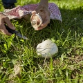 108278 Wiesen-Champignon (Agaricus campestris)